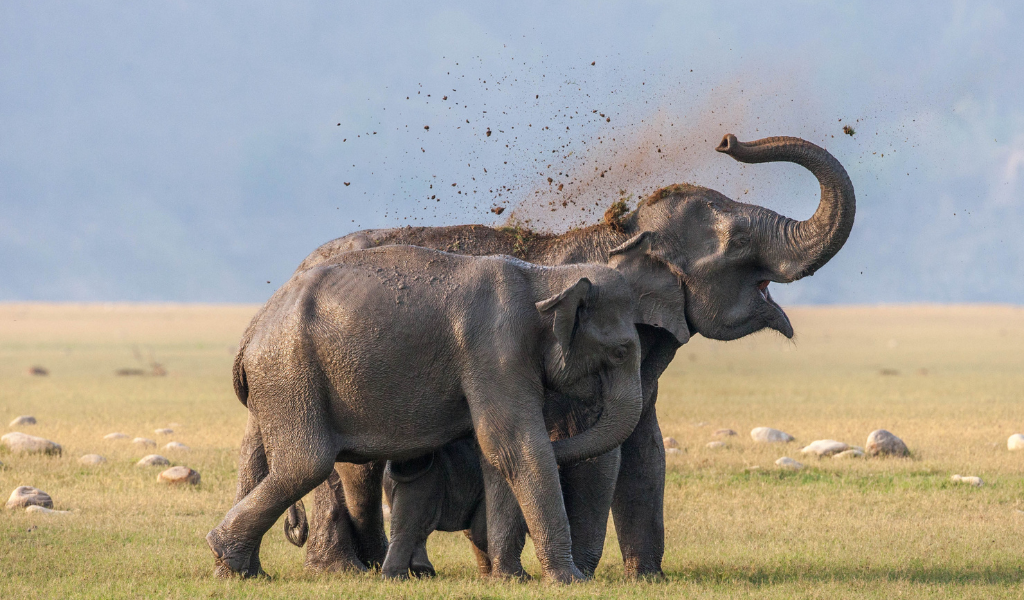 Wild elephants in the jungle captured during a nainital and jim corbett tour, offering a thrilling safari experience.