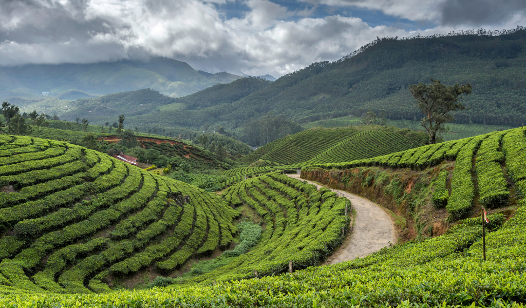 Lush green tea plantations in Munnar, Kerala, a highlight of our 21-day South India tour.