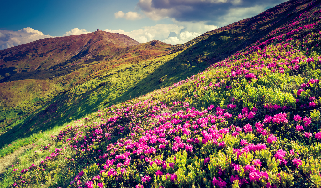 A narrow trekking path winding through pink flower-covered hills with a clear blue sky and distant Himalayan peaks during the Valley of flower tour package.