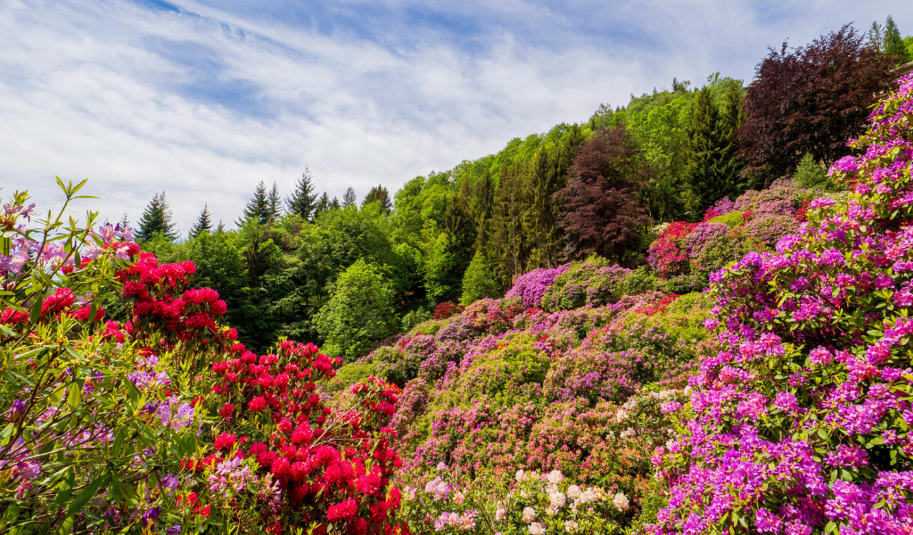 Vibrant pink and red Himalayan flower blooming on the lush green mountain slopes of Valley of Flower National Park, Uttarakhand.