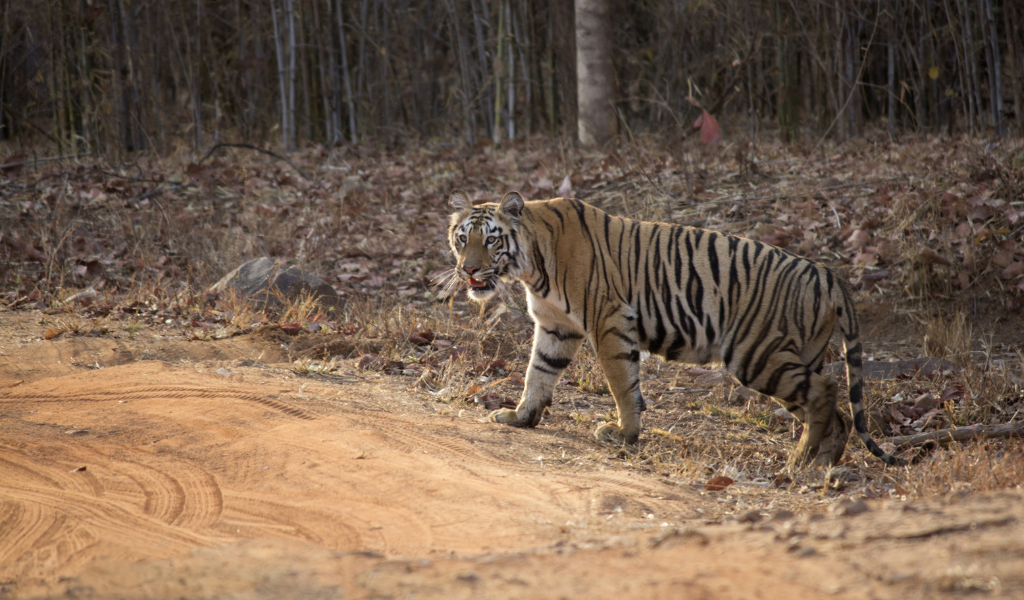Royal Bengal Tiger spotted during a jungle safari in our Nainital Corbett and Lansdowne Tour Packages for a thrilling nainital and corbett tour.