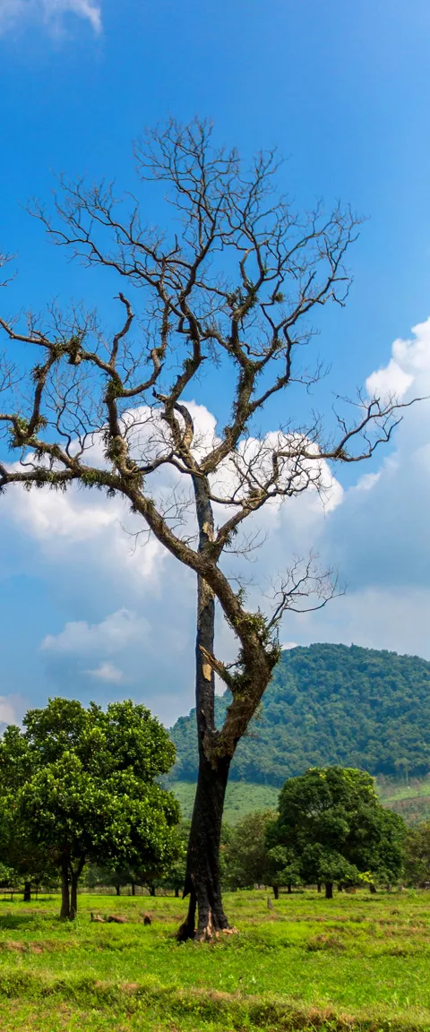 Andhra Pradesh