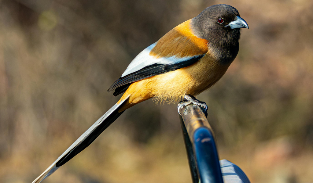 Rajasthan Birds & Tiger Tour Package Rufous Treepie bird in Rajasthan wildlife