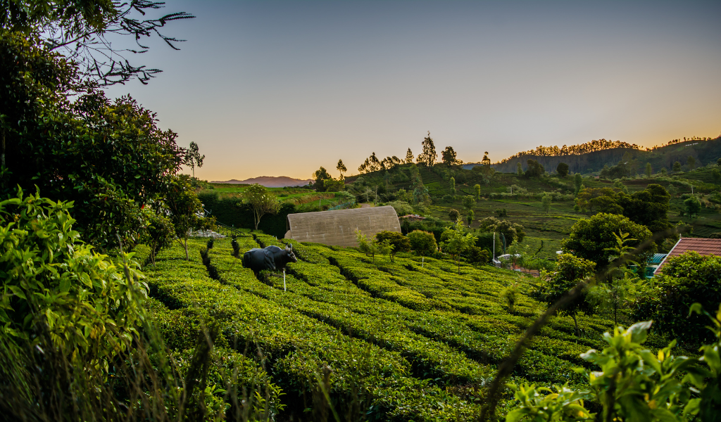Ooty Package For Couple romantic tea garden and nature view in Ooty