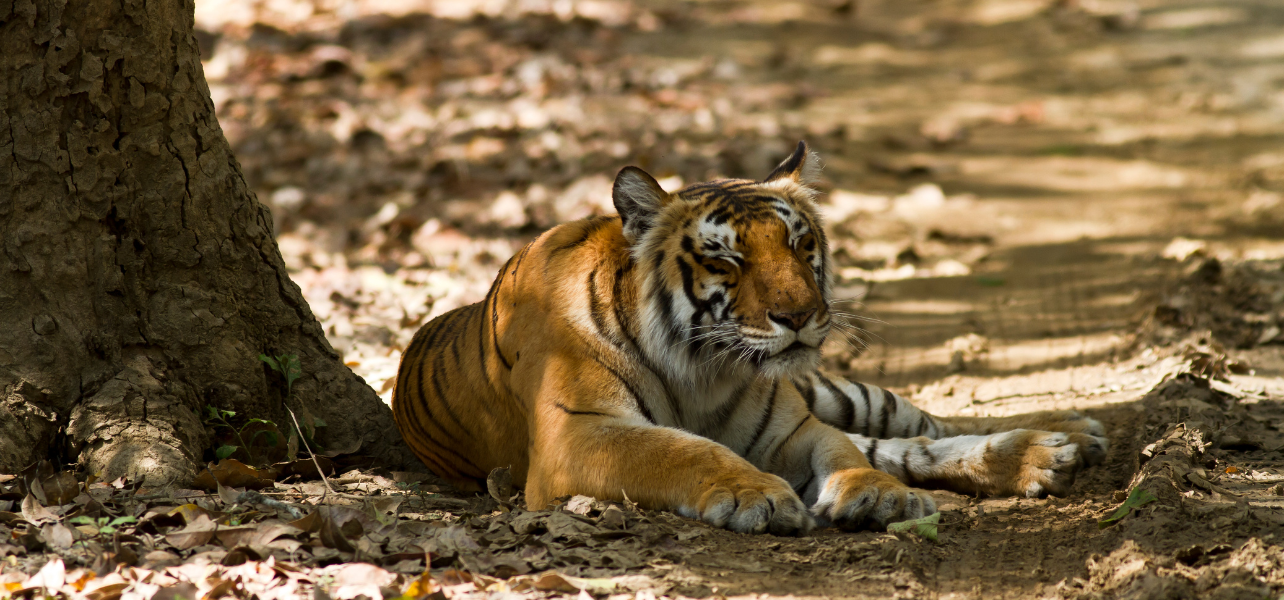 Bengal tiger lying in the forest shade on a Corbett National Park tour package safari trail.