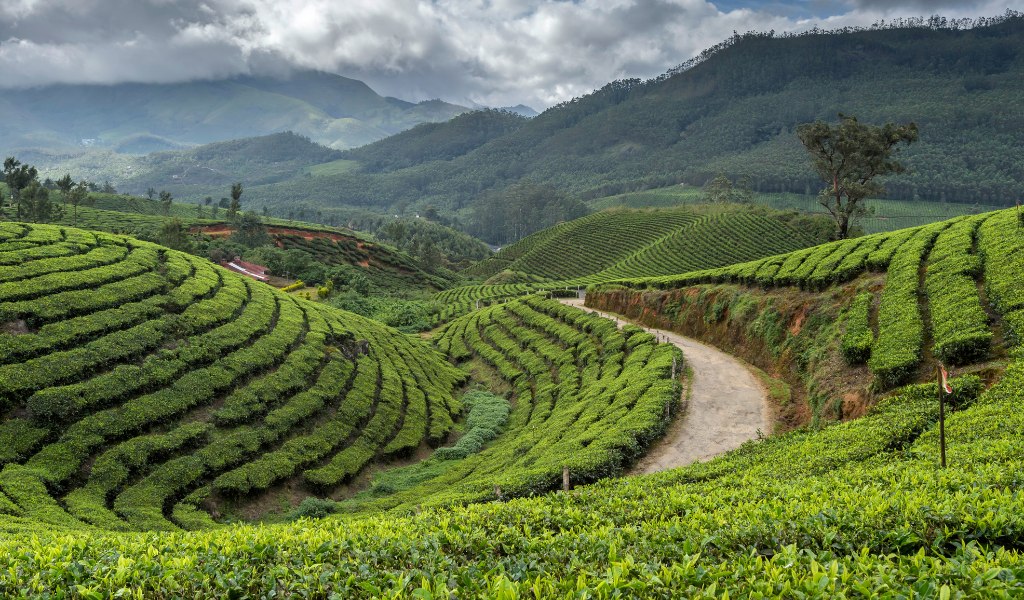 Darjeeling tour Package featuring lush green tea gardens and scenic mountain valley