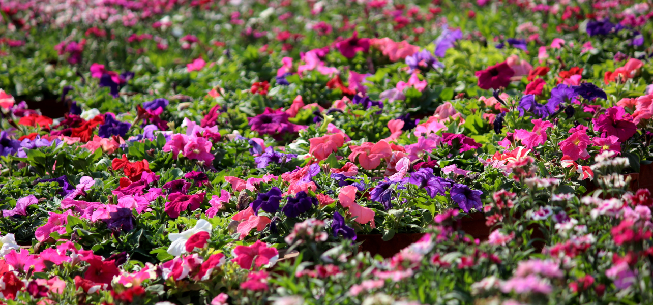 A colorful close-up of various wild Himalayan flower in purple, pink, and red, captured during the Valley of Flower Trekking Tour Package.