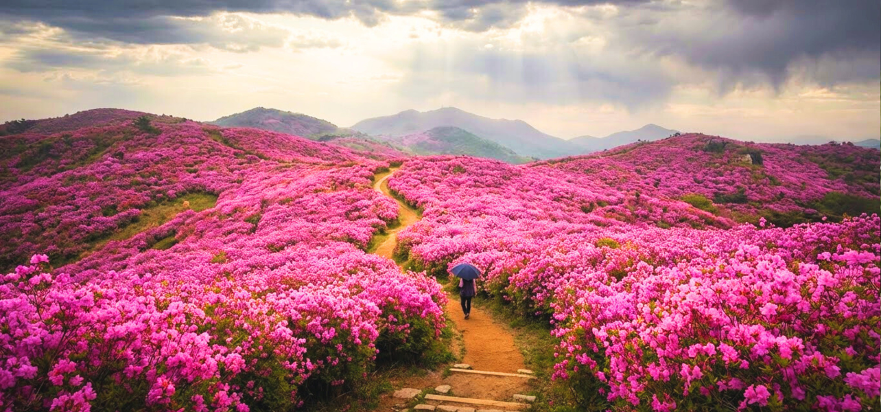 A traveler walking through pink flower meadows on the Valley of Flower tour package trek in Uttarakhand.