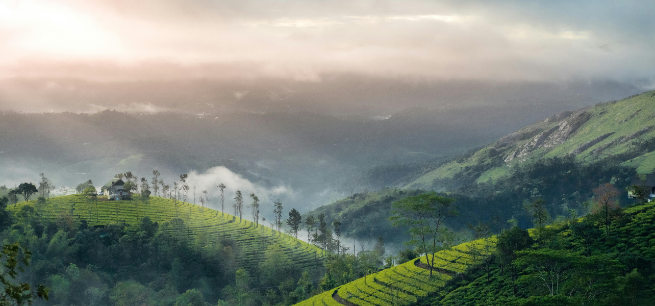 Scenic sunrise view over misty Munnar tea gardens, included in our kerala holiday packages