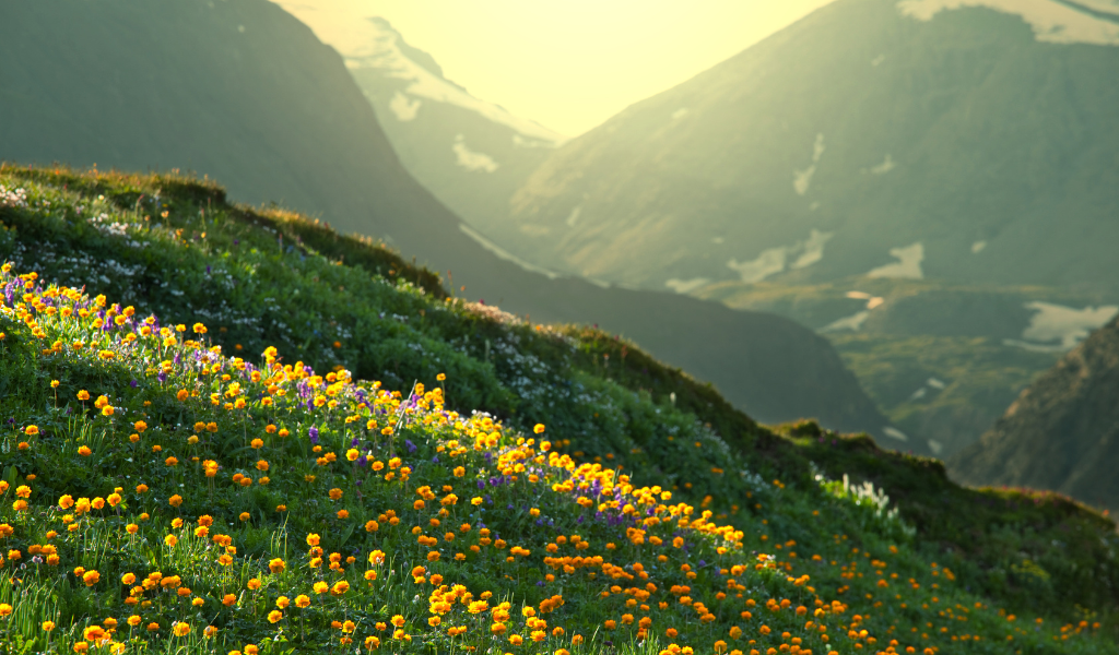 A breathtaking landscape view of the Valley of Flowers National Park in Uttarakhand captured during nainital corbett With valley of flower tour package, featuring slopes covered in orange and purple wildflowers with majestic sun-lit Himalayan peaks in the background.