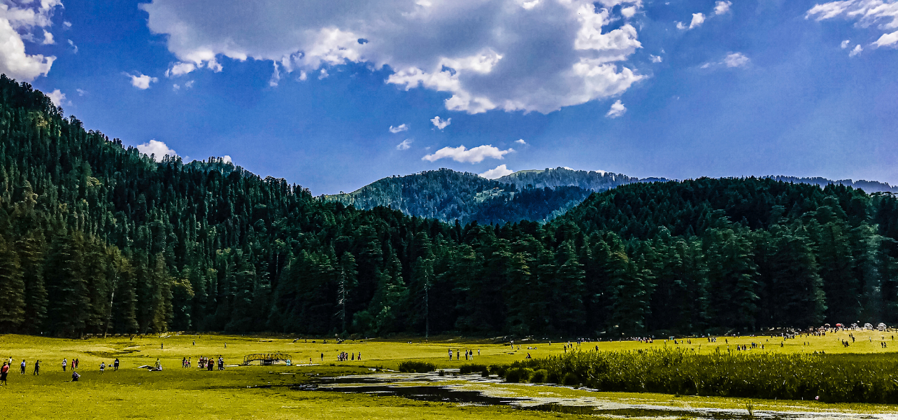 Dalhousie Tour Package green meadow and pine forest view
