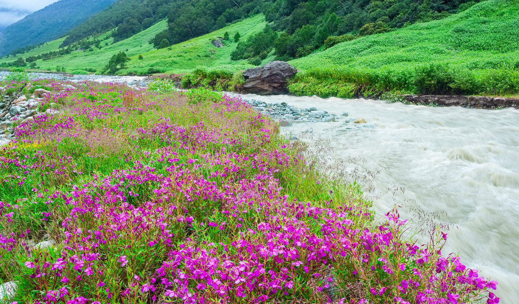 Bright purple-pink wildflowers blooming beside the flowing Pushpawati river on a Valley of Flower tour package trekking trail.