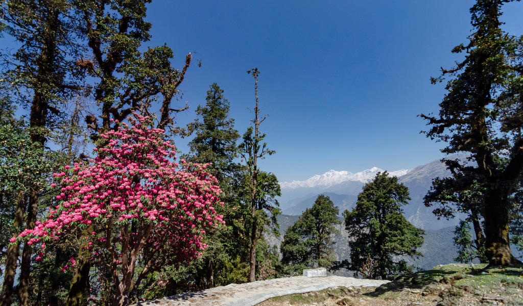Pink rhododendron flowers blooming along the trail with Himalayan peak views on a Chopta package tour.