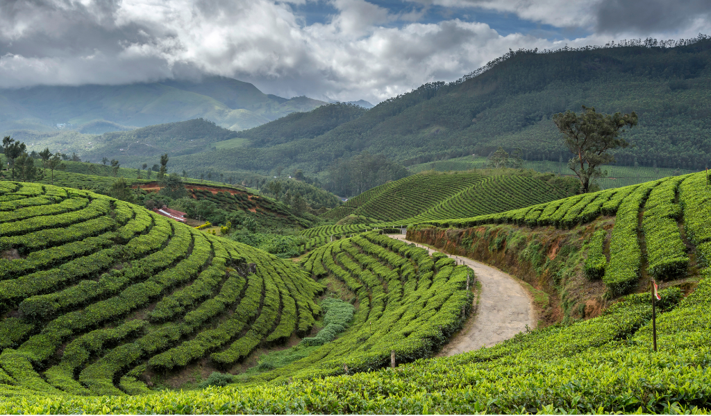 Art and culture of India nature showcase featuring lush green tea plantations and rolling hills in Munnar Kerala experience it during your India Tour..