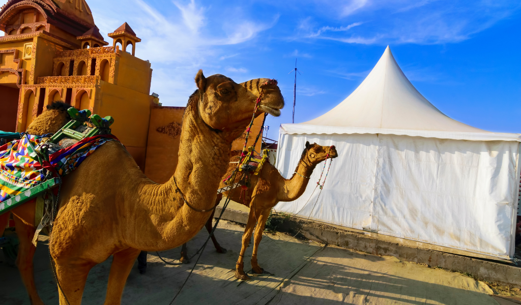 Traditional camels and luxury tents at Rann Utsav, a highlight of our Gujarat holiday tour package.