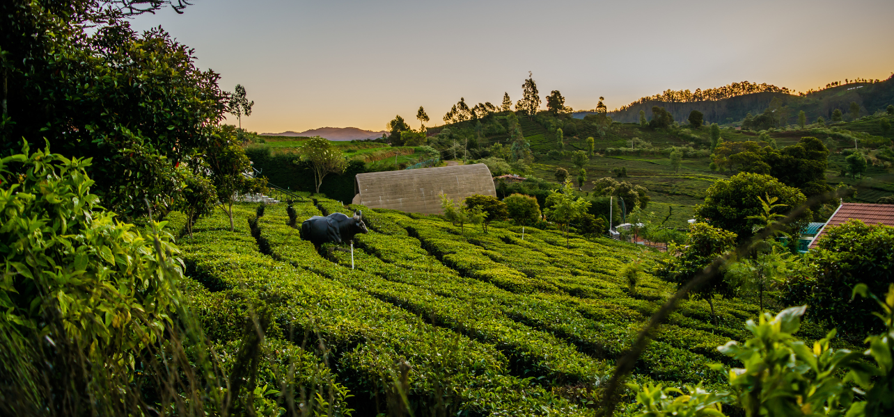 Ooty Tour Package lush green tea gardens and nature beauty in Ooty