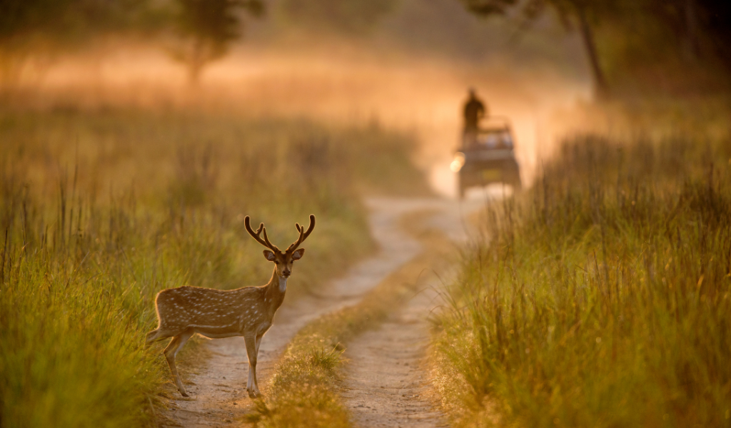 A majestic spotted deer with large antlers standing on a dirt road in Jim Corbett National Park during a dusty golden hour jungle safari, part of the India Easy Trip combo tour.