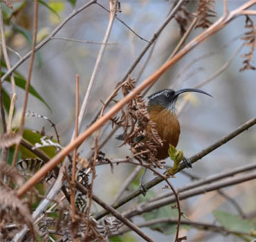 Bird Watching in the Sangti Valley