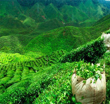 Lush Green Tea Fields of Jorhat