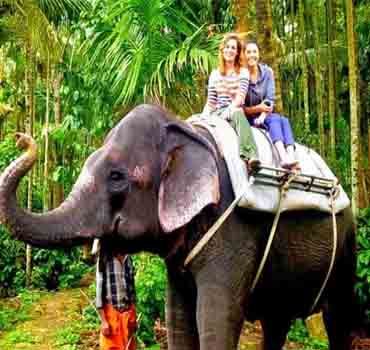 Take an elephant ride