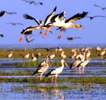 dolphin chilika lake