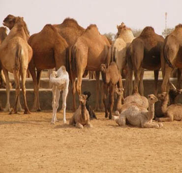Camel Breeding Farm in Bikaner