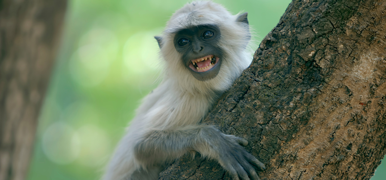 Gray langur holding onto a tree trunk during the Kanha tour National Park forest