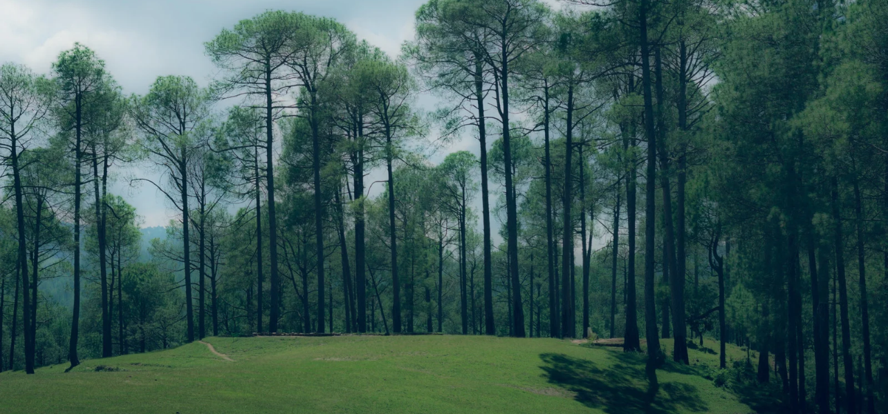 Lush green pine forest landscape during a ranikhet tour package in uttarakhand