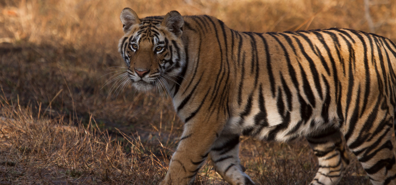 Royal Bengal tiger walking through dry grasslands in Bandhavgarh National Park during  Bandhavgarh Tour Package
