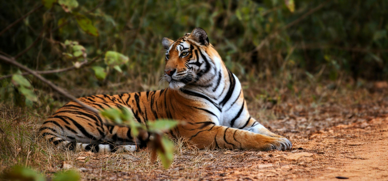 Rajasthan Birds & Tiger Tour Package Bengal tiger in Rajasthan jungle safari