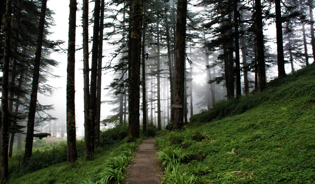 Dense Deodar forest trail at Eco Park Dhanaulti in Uttarakhand - Dehradun Mussoorie Dhanaulti tour package