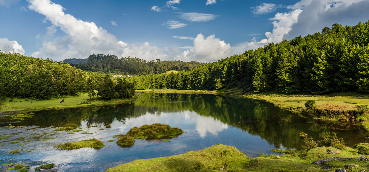 Ooty Package For Couple peaceful lake and forest sightseeing experience in Ooty
