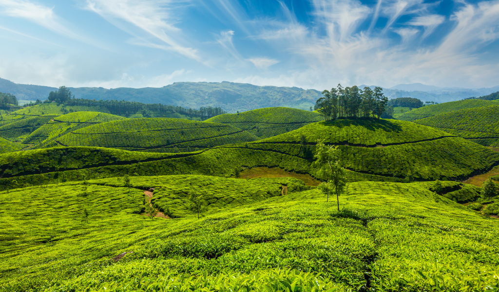Green tea fields on cool mountain slopes under a clear blue sky in Munnar — a key attraction in our kerala family holiday packages.