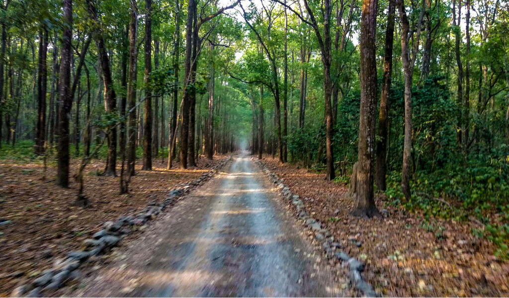 A beautiful view of a dirt road passing through a dense Sal forest, a key highlight of our Corbett National Park tour.