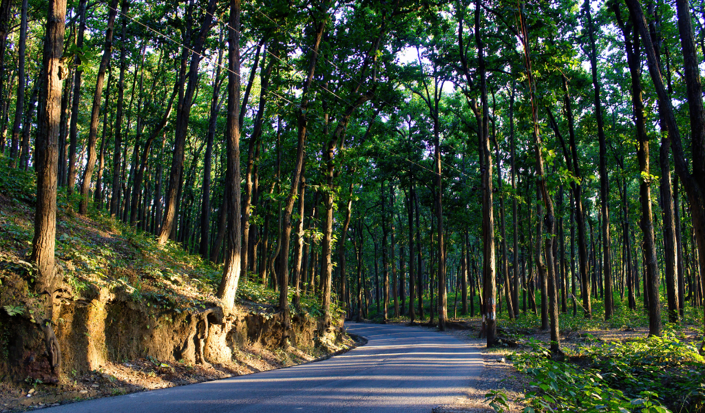 Beautiful forest road surrounded by dense Sal trees along a Dehradun trip route