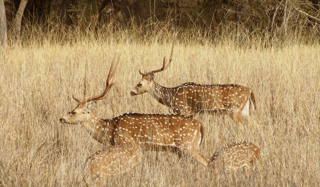 Spotted deer grazing in dry golden tall grass during Bandhavgarh jungle safari bandhavgarh national park package