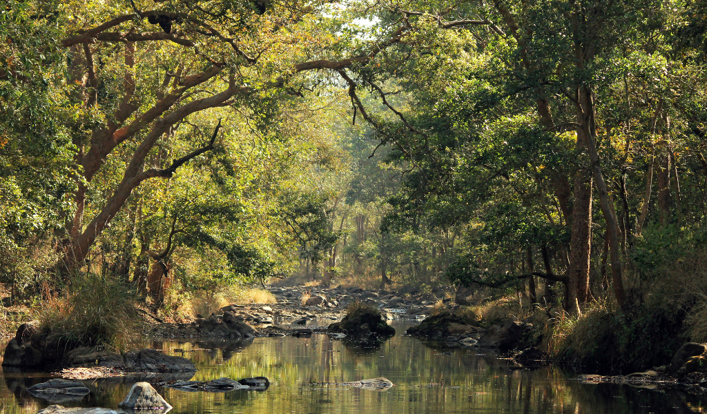 Beautiful water stream flowing through dense green forest  in Kanha National Park image Captured by tourists.