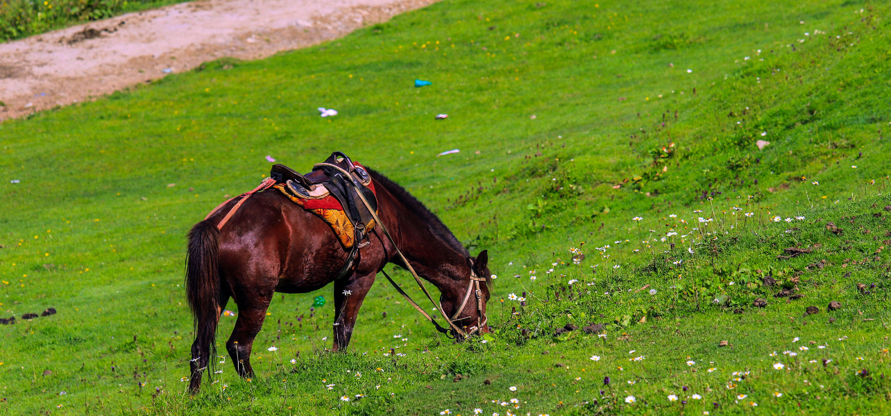 Horse grazing in green meadow in Kashmir valley with scenic natural landscape