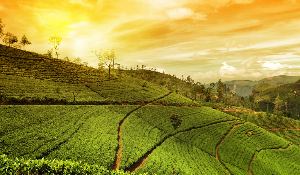 Green terraced tea estate hillside during sunset included in the Darjeeling tour package itinerary.