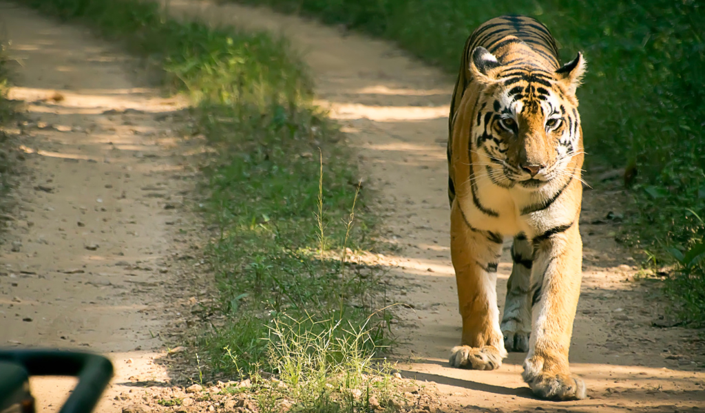 Royal Bengal tiger walking along dirt safari track in Kanha National Park during Kanha Tour Package