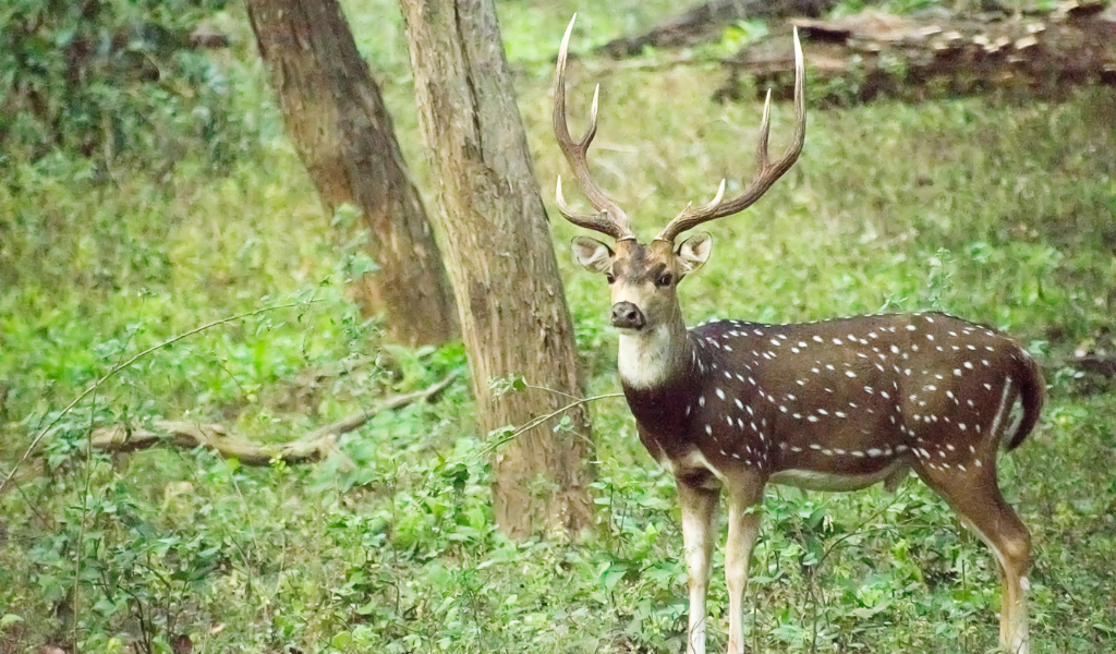 Spotted deer standing in the forest during safari at Kanha National Park during the kanha Tour Package.