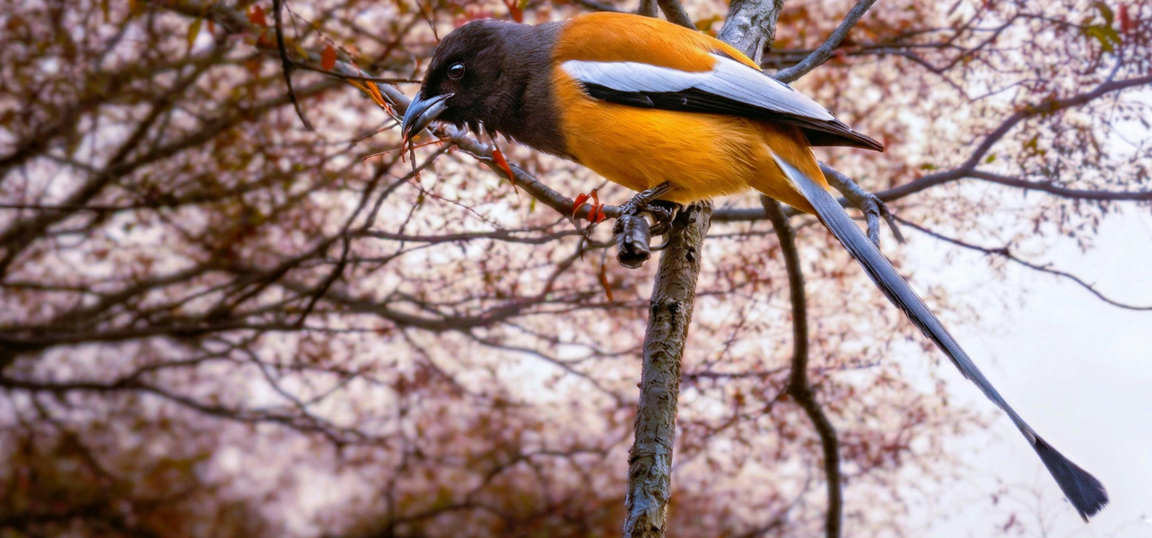 Rajasthan Birds & Tiger Tour Package colorful bird sitting on tree in Rajasthan forest
