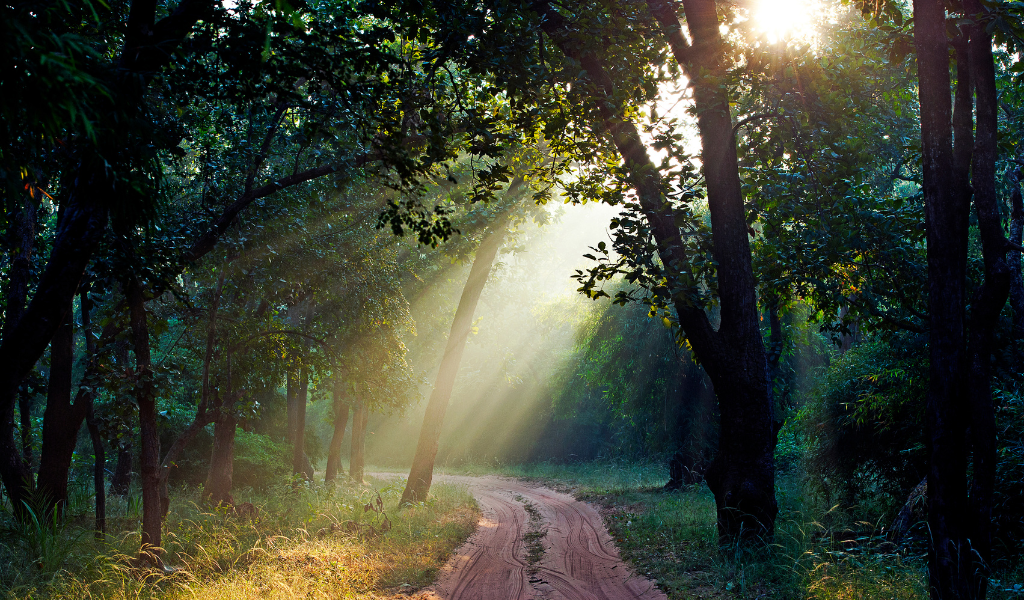 Sunlight rays streaming through dense sal trees onto a dirt safari track in Bandhavgarh forest seen during bandhavgarh national park tour