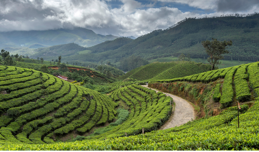 Breathtaking view of Munnar tea plantations, a highlight of our kerala holiday packages