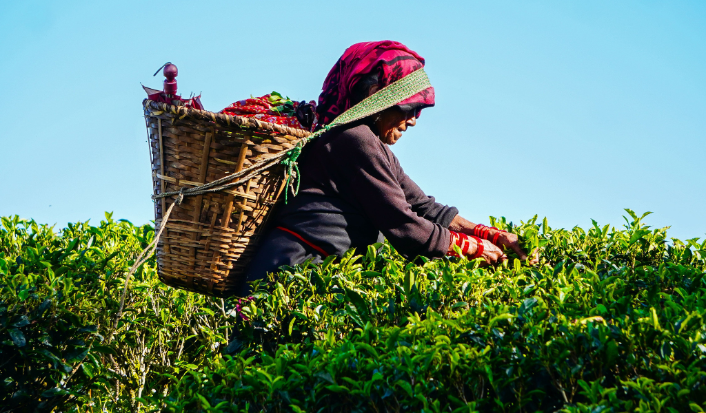 Local tea garden worker plucking fresh leaves during a guided tea estate visit on a Darjeeling trip.