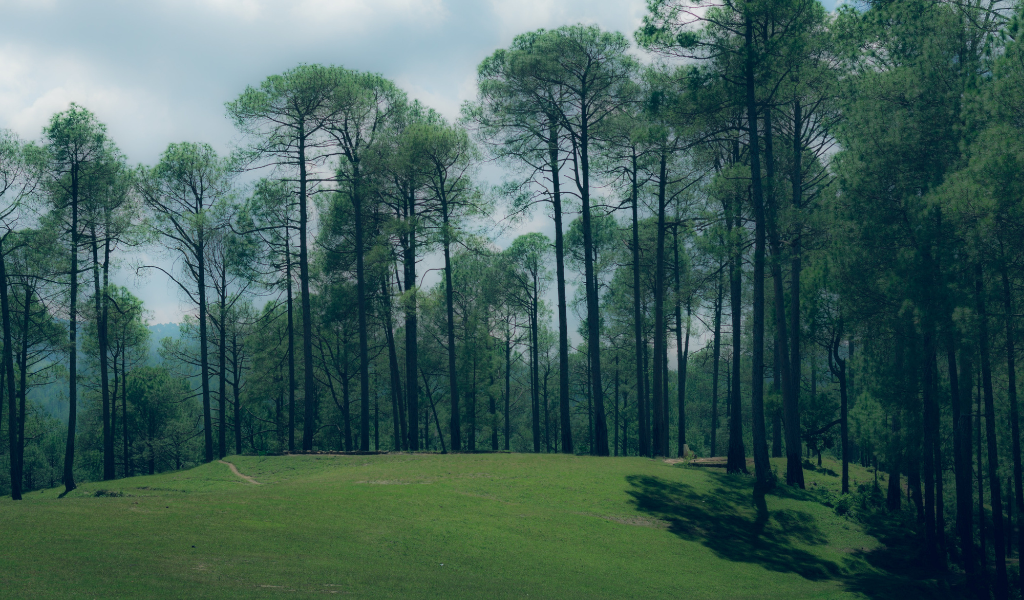 Binsar tour package showing dense pine and oak forest trails in Binsar Wildlife Sanctuary Uttarakhand.