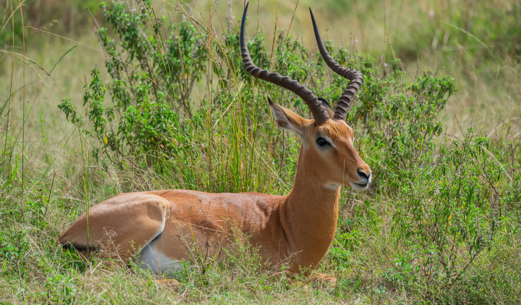 A spotted deer (Chital) resting in the grassland, commonly seen while exploring Corbett Park and Nainital wildlife areas during Corbett National Park Package.