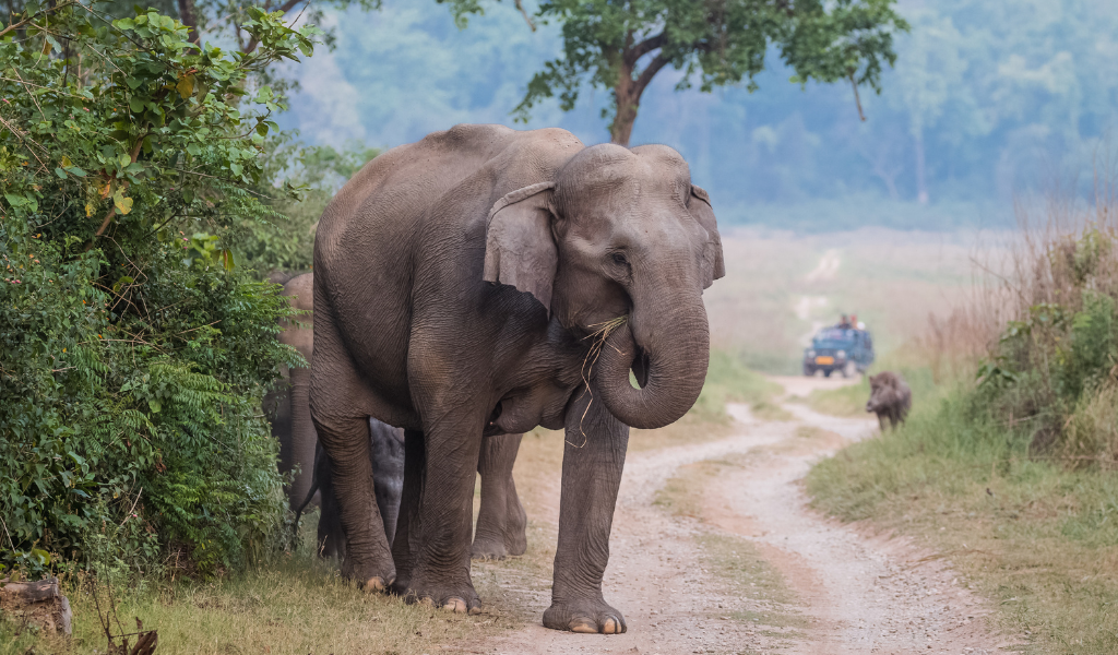 A wild Asian elephant walks on a trail near safari jeeps during a Jim Corbett National Park tour package experience.  Image 3: Antelope (Deer)